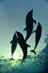 dolphin family swimming, underwater shot
