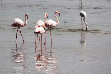 Flaminogs  - Namibia