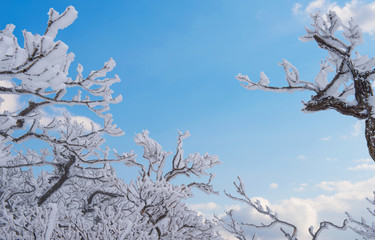Trees with snow in winter,Seoraksan in korea