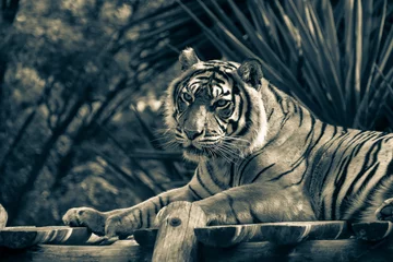 Photo sur Plexiglas Tigre Amur tiger lying on a platform of planks. Toned