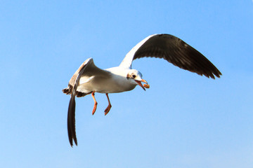 Seagull flying for food at the sea