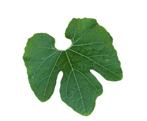 Gourd leaf in White Background