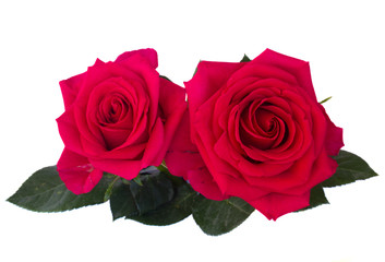 two dark pink roses