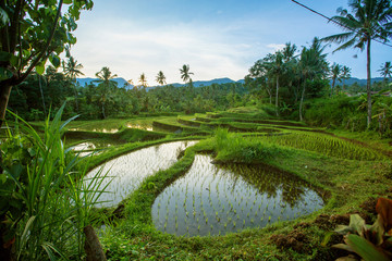 Bali Rice Terraces © Maygutyak