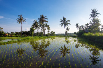 Fototapeta na wymiar Bali Rice Terraces. Rice fields of Jatiluwih