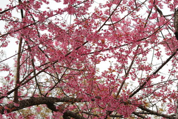 sakura