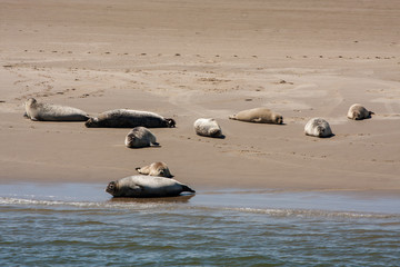 Obraz premium Robben