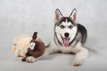 Husky Puppy