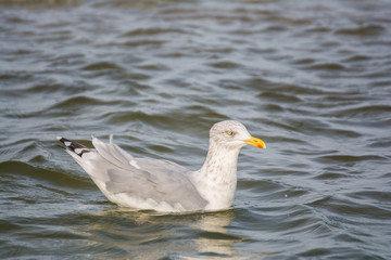 Möwe an der Ostsee