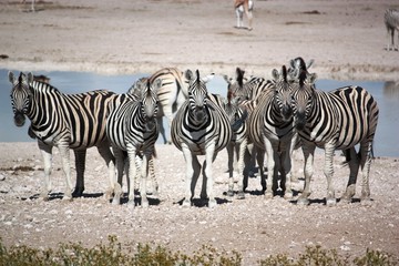 Fototapeta na wymiar Zebras in der Etosha Salzpfanne - Namibia