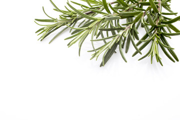 Naklejka premium Rosemary.