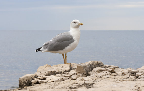 Seagull standing on sea stone and looking at camera