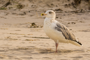 Möwe am Strand bei Prerow auf Darss