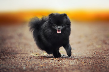 Naklejka na ściany i meble Black Pomeranian Spitz puppy playing