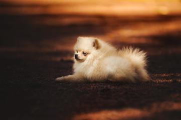 Small Pomeranian puppy lying