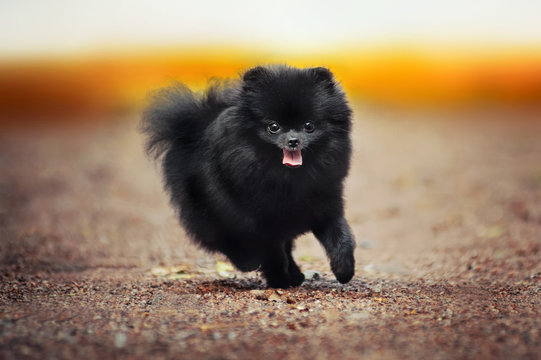Black Pomeranian Images – Browse 11,031 Stock Photos, Vectors, and Video |  Adobe Stock