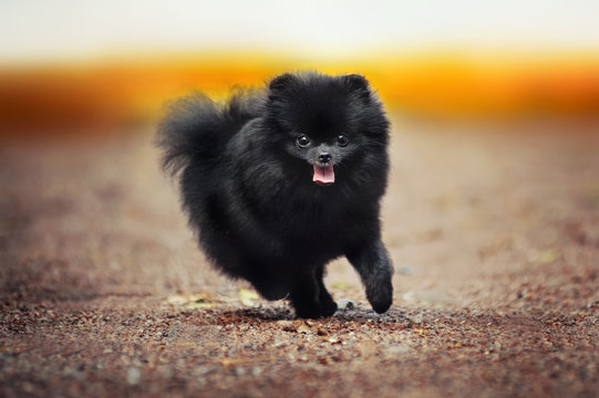 Pomeranian dog black and cheap white