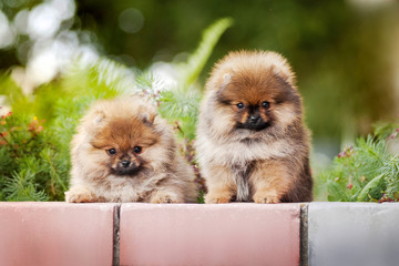 two young puppy Spitz