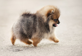 Pomeranian Spitz puppy walking