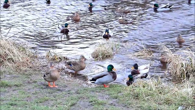 Enten am Deich, Stockenten,  Anas platyrhynchos  