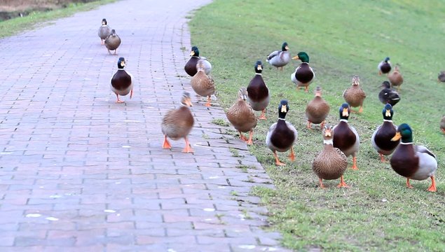 Enten am Deich, Stockenten,  Anas platyrhynchos  