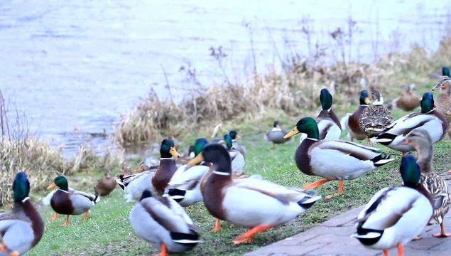 Enten am Deich, Stockenten,  Anas platyrhynchos  