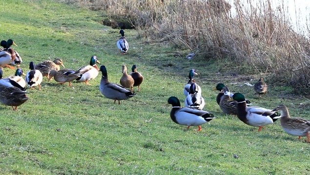 Enten am Deich, Stockenten,  Anas platyrhynchos  