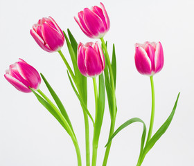 Five pink and white tulips