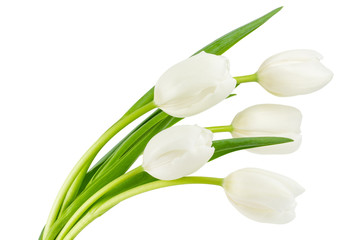 Obraz na płótnie Canvas White tulips isolated on white