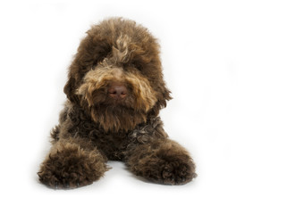 lagotto female