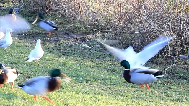 Enten Stockenten und M&ouml;wen am Deich,  Anas platyrhynchos, Larus 