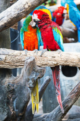 Pair of colorful Macaws parrots.They were teasing each other.