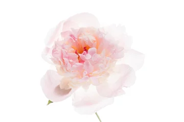 Wandcirkels Pioenrozen peony on the white  © Maksim Shebeko