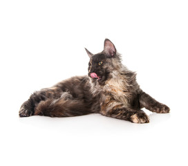 Maine Coon cat