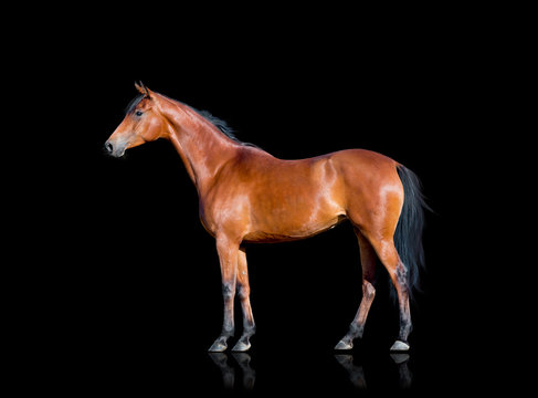 Bay horse standing on black background, isolated.