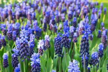 Flower field with many blue grape hyacinths