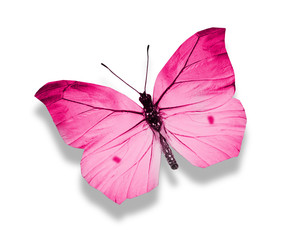 Pink butterfly , isolated on white