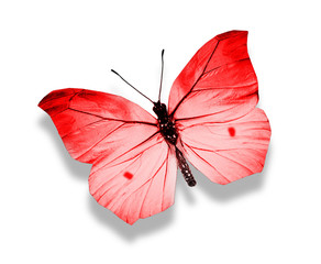 Red butterfly , isolated on white