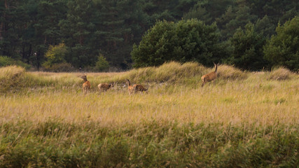 Hirsch im Nationalpark Vorpommernsche Boddenlandschaft auf Darss