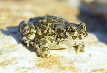 Bufo viridis. Green toad on nature background.