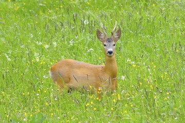 Roebuck (capreolus capreolus)