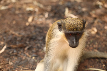 monkey 2