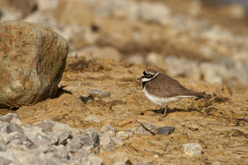 Little Ringed Plover - Charadrius dubius