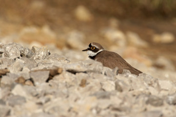 Little Ringed Plover - Charadrius dubius