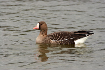 White Fronted Goose - Anser albifrons
