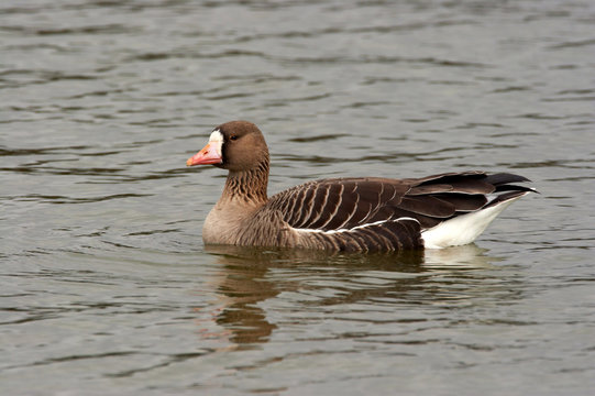 White Fronted Goose - Anser albifrons