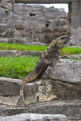 iguana resting in mayan ruins