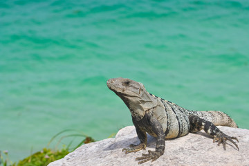 portrait of an iguana resting above the ocean
