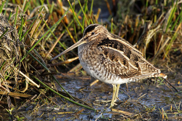 Snipe - Gallinago gallinago