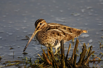 Snipe - Gallinago gallinago